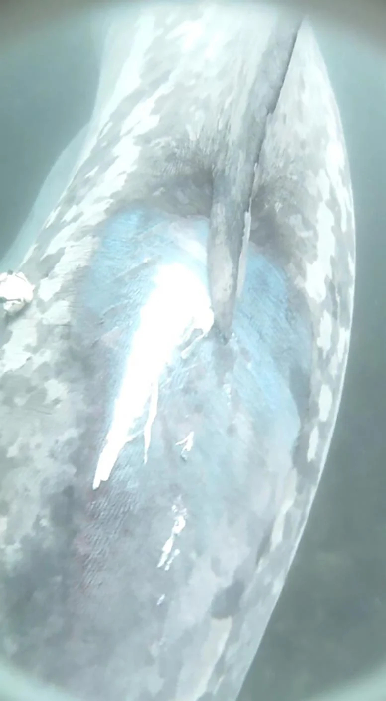 Basking-Shark-After-Being-Hit-by-Boat_jpg.jpg