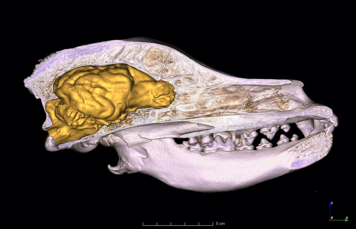 Dog-Skull-3D-Brain-Model_jpg.jpg