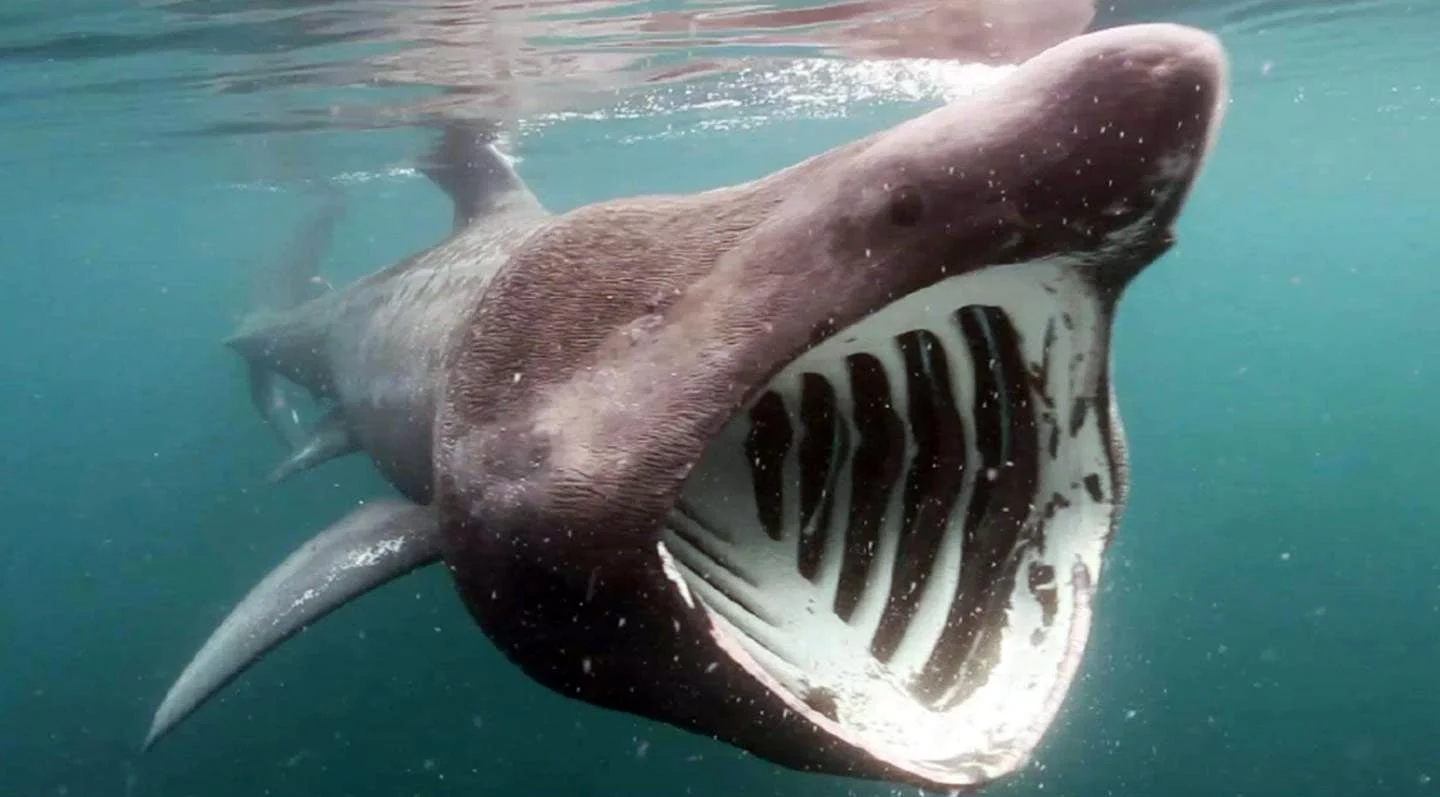 Basking-Shark_jpg.jpg