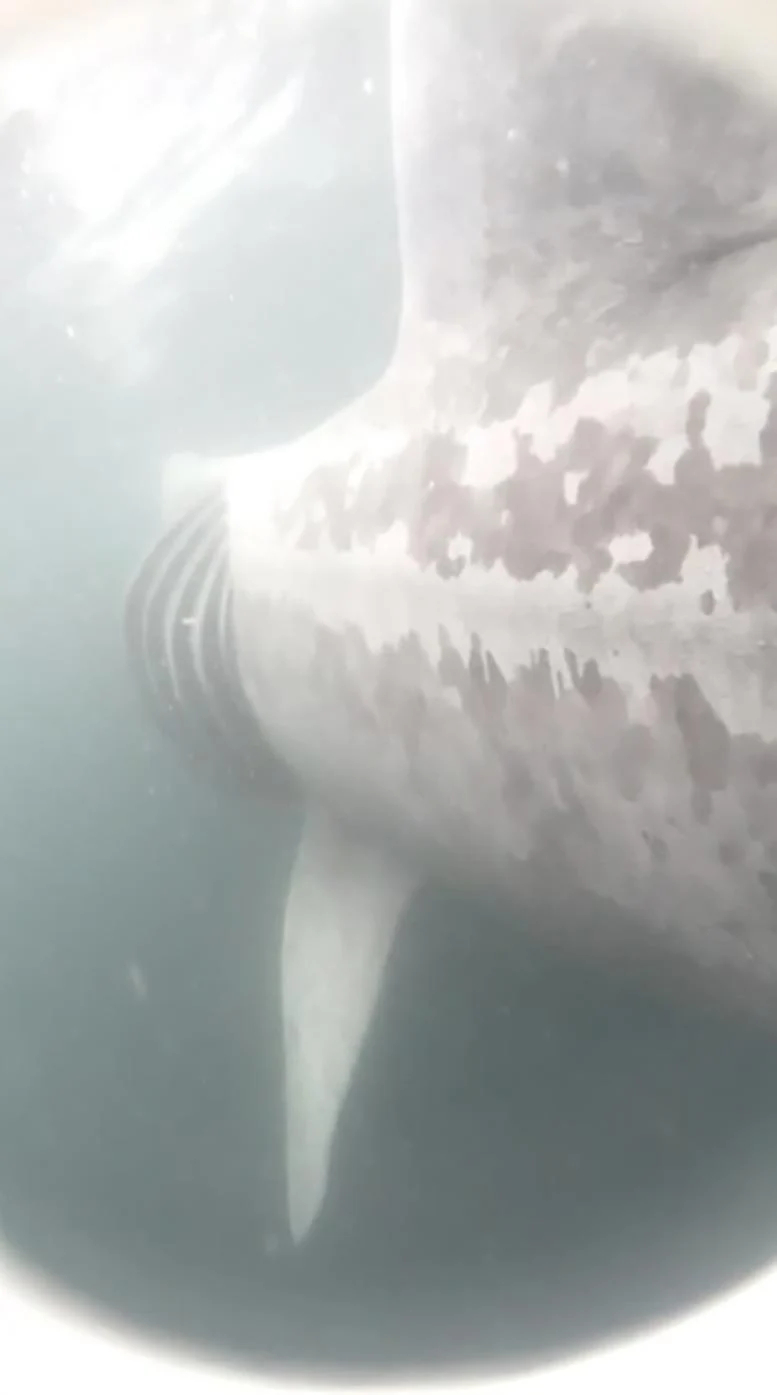 Tagged-Basking-Shark-Feeding_jpg.jpg
