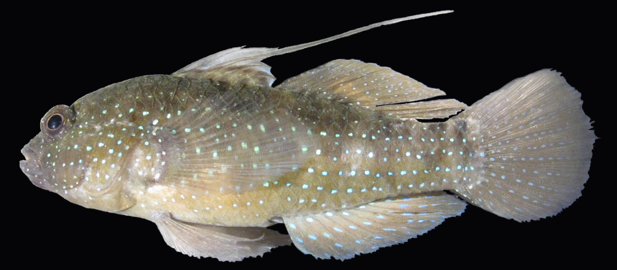 Starry-Goby-scaled.jpg