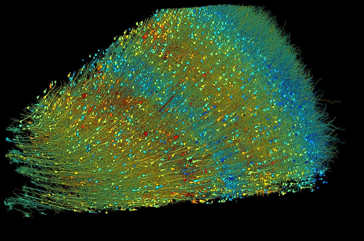 Six-Layers-of-Neurons_jpg.jpg