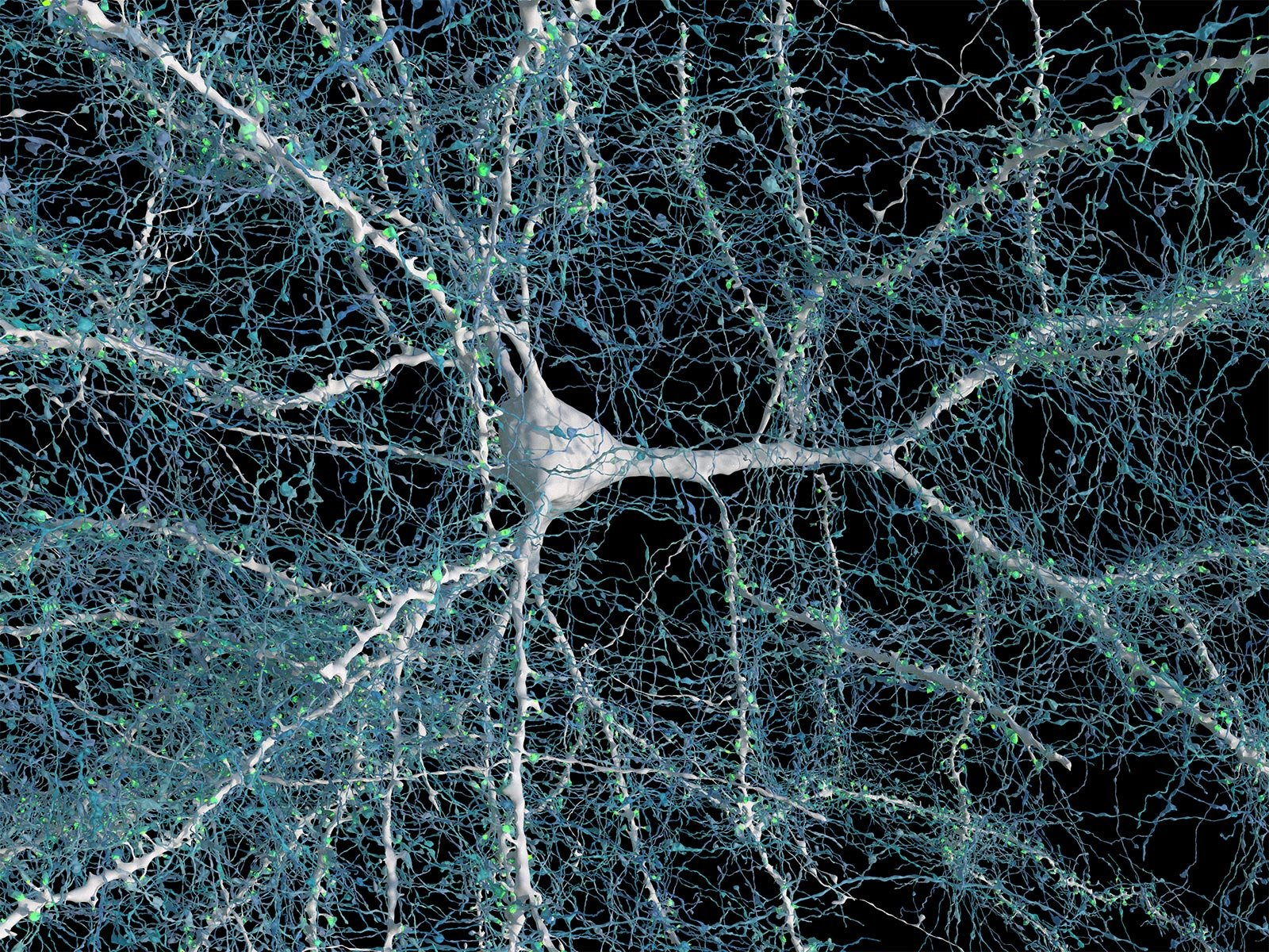 Single-Neuron-With-Nerve-Fibers-Connected_jpg.jpg