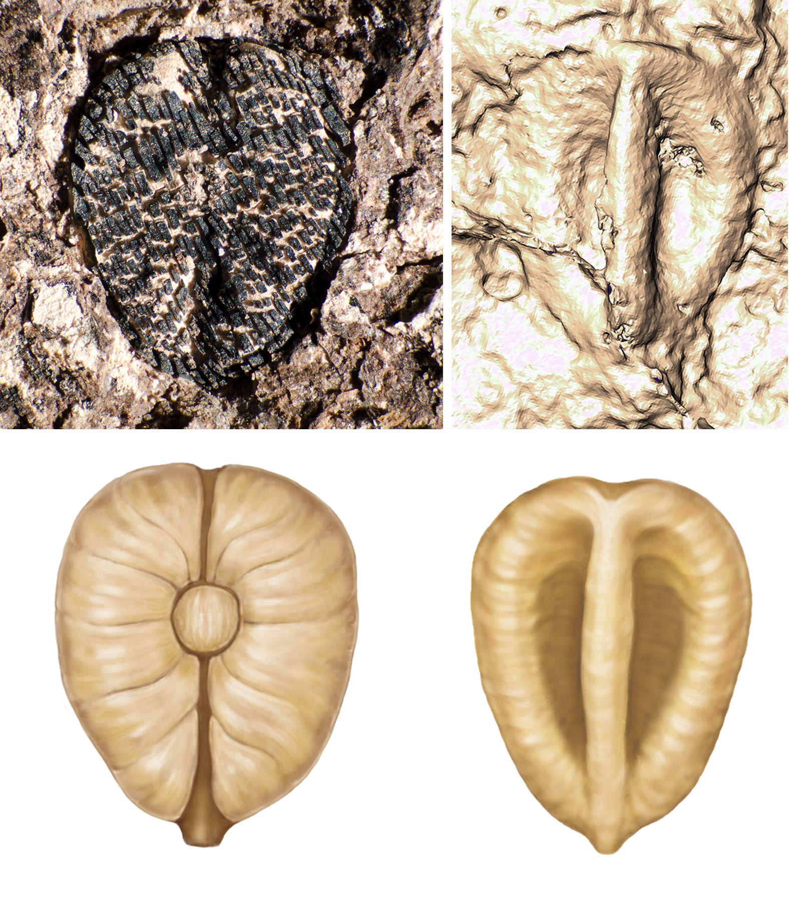Fossil-Grape_jpg.jpg