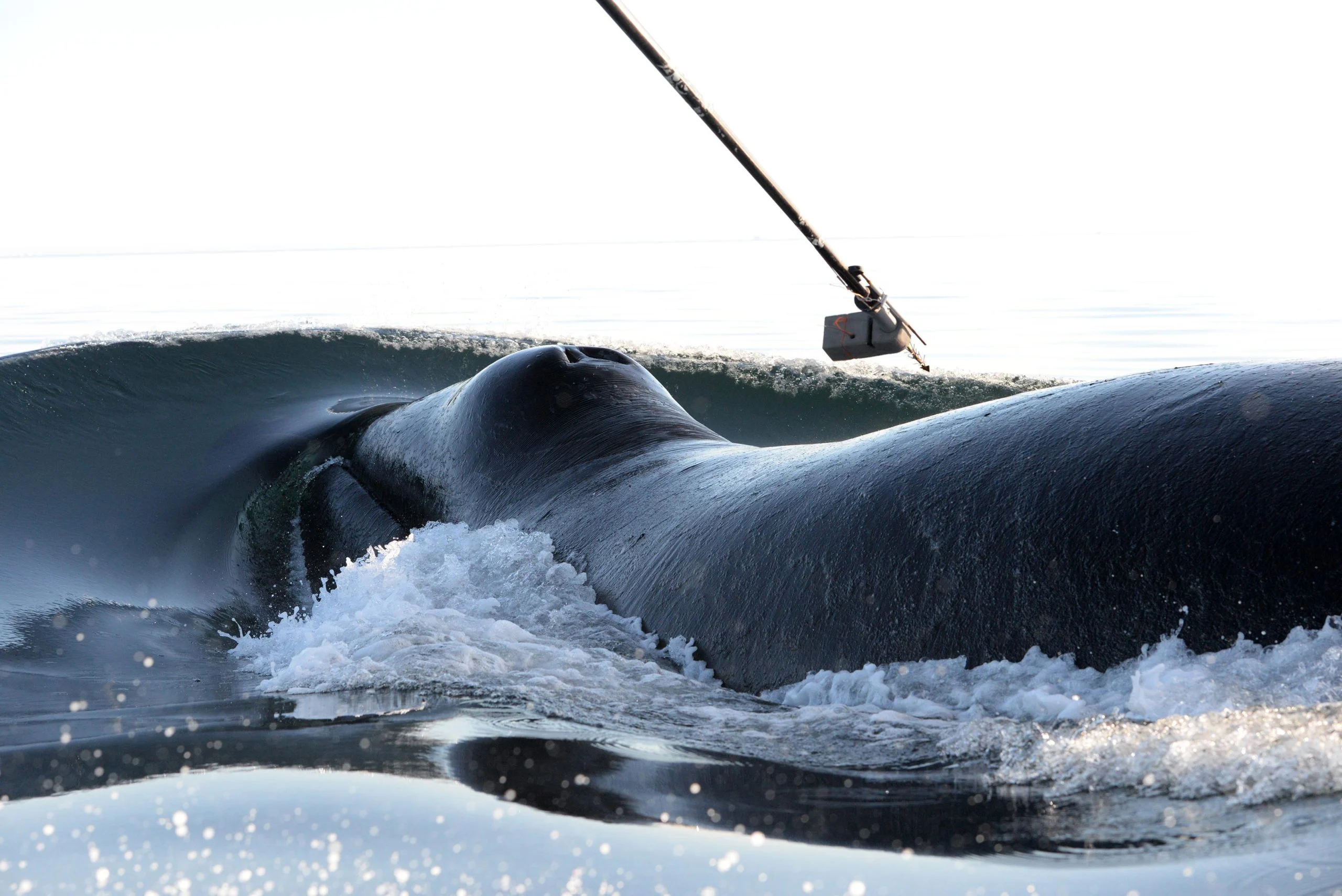 Bowhead-Whales-Tagged-Disko-Bay-West-Greenland-scaled_jpg.jpg