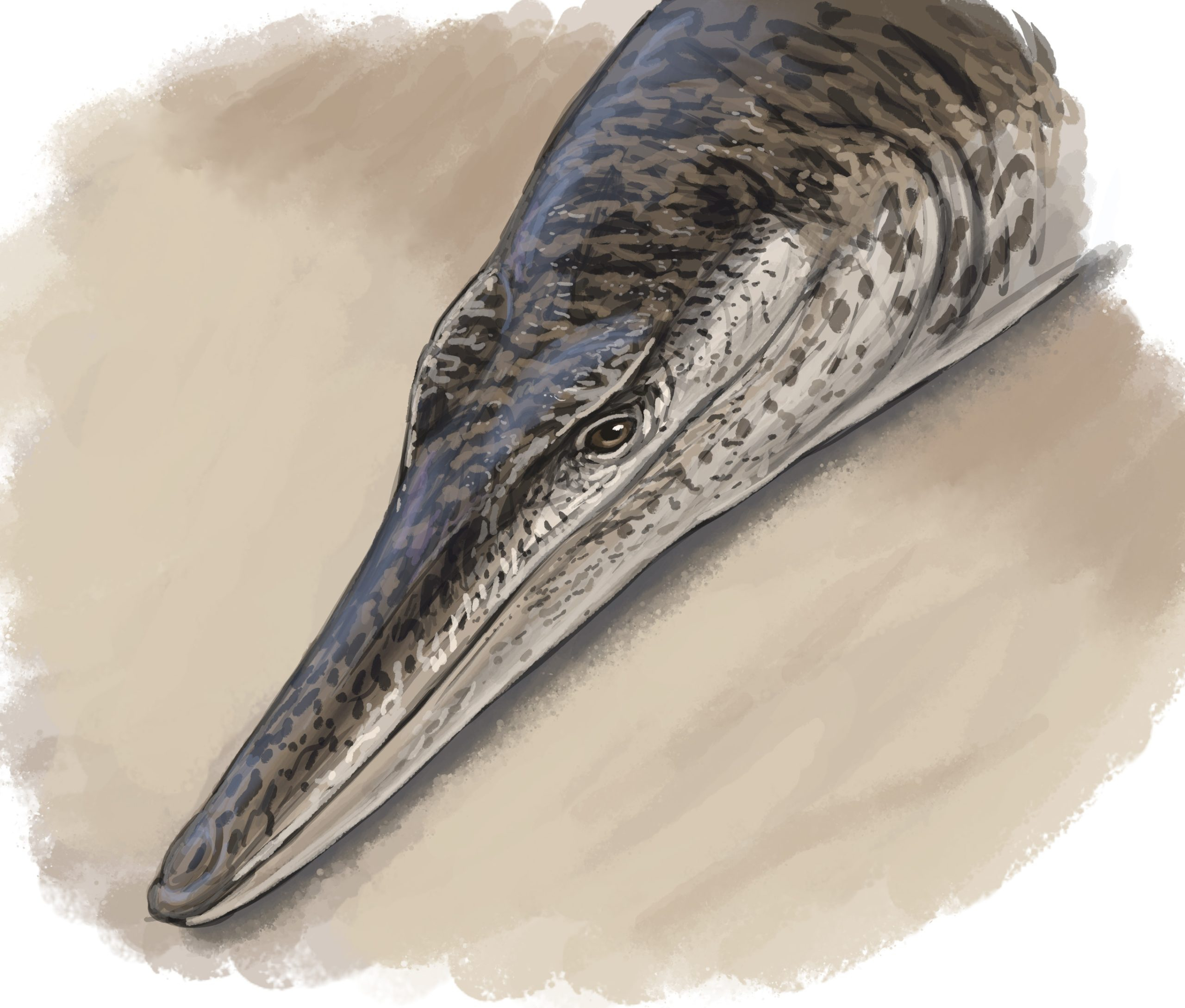Enalioetes-Life-Reconstruction-scaled_jpg.jpg