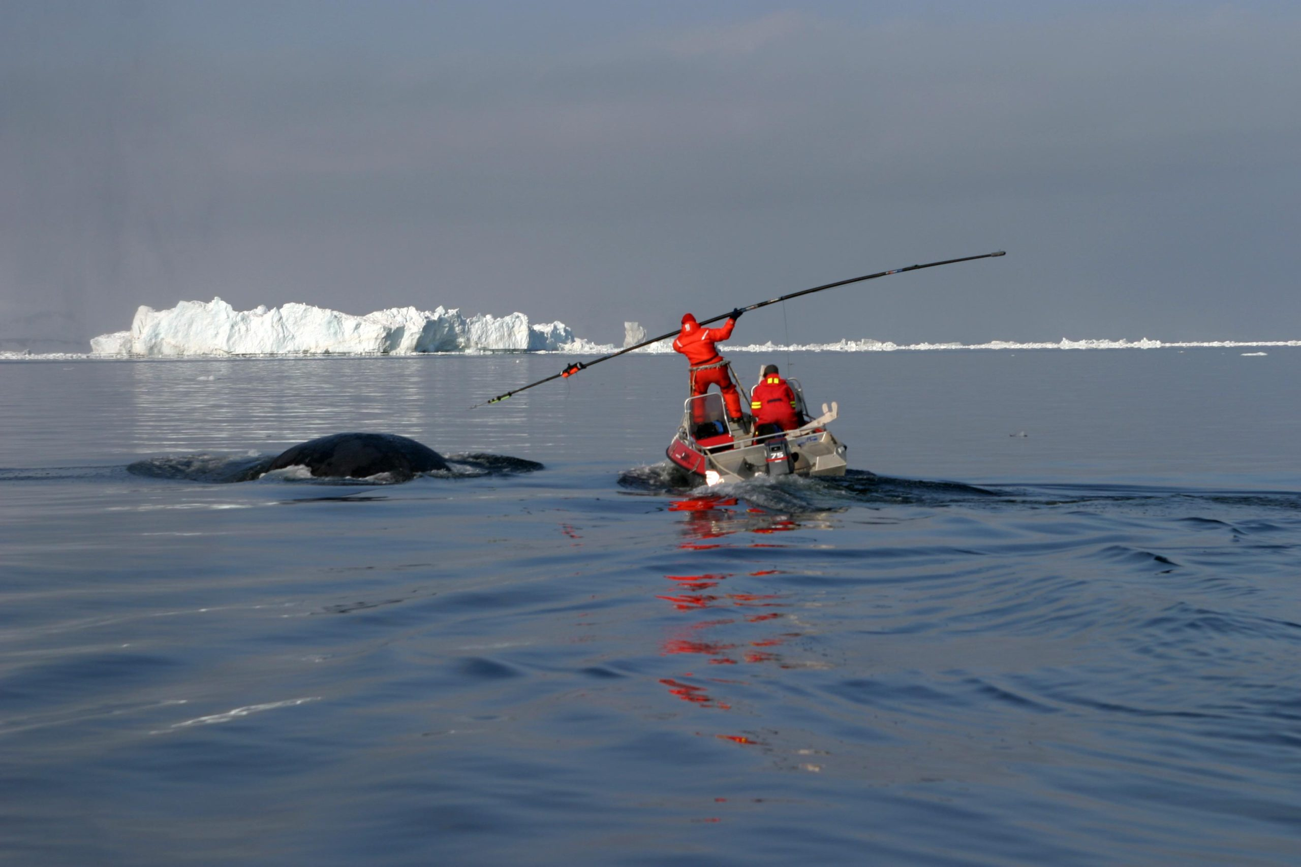 Tagging-Bowhead-Whale-scaled_jpg.jpg