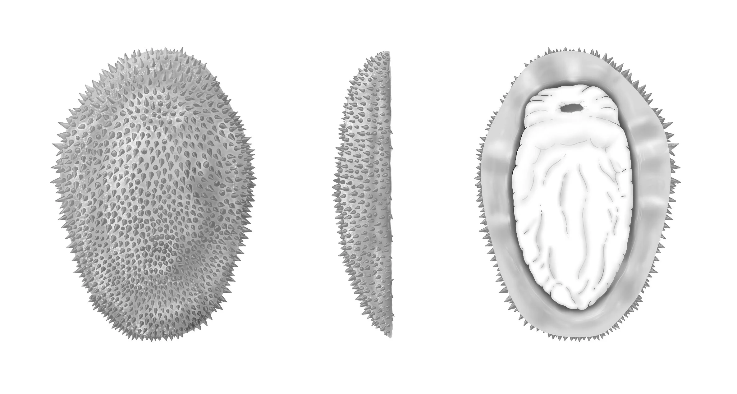 Shishania-aculeata-Reconstruction.webp