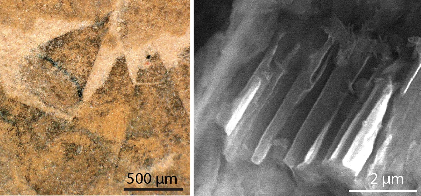 Conical-Spines-on-Body-of-Shishania-aculeata.jpg
