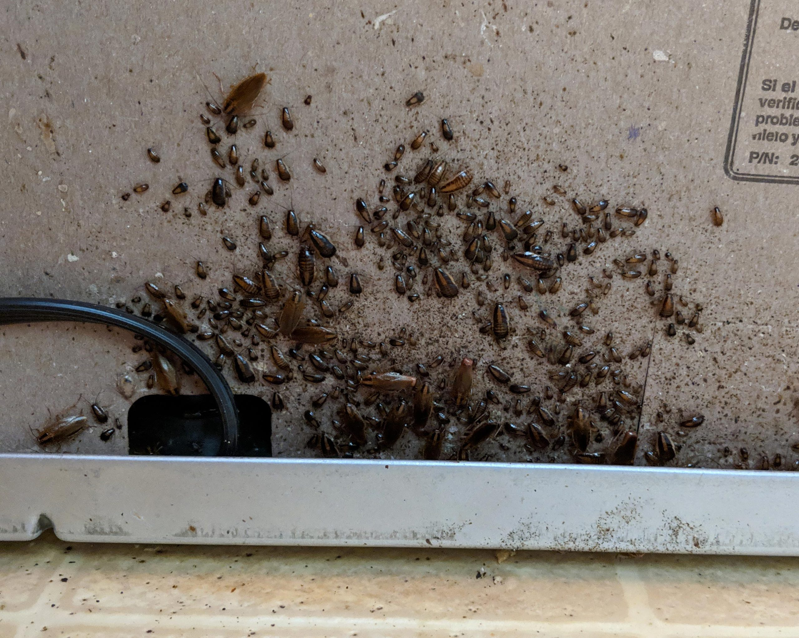 Cockroach-Infestation-scaled_jpg（JPEG 图像，2560x2043 像素） — 缩放 (52-.jpg