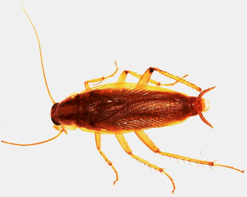 German-Cockroach-Blattella-germanica_jpg.jpg