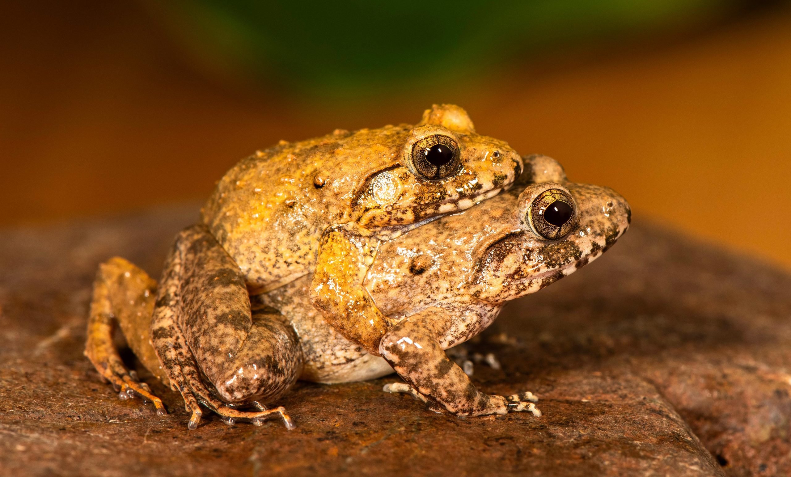 Breeding-Pair-of-Minervarya-charlesdarwini-scaled.jpg