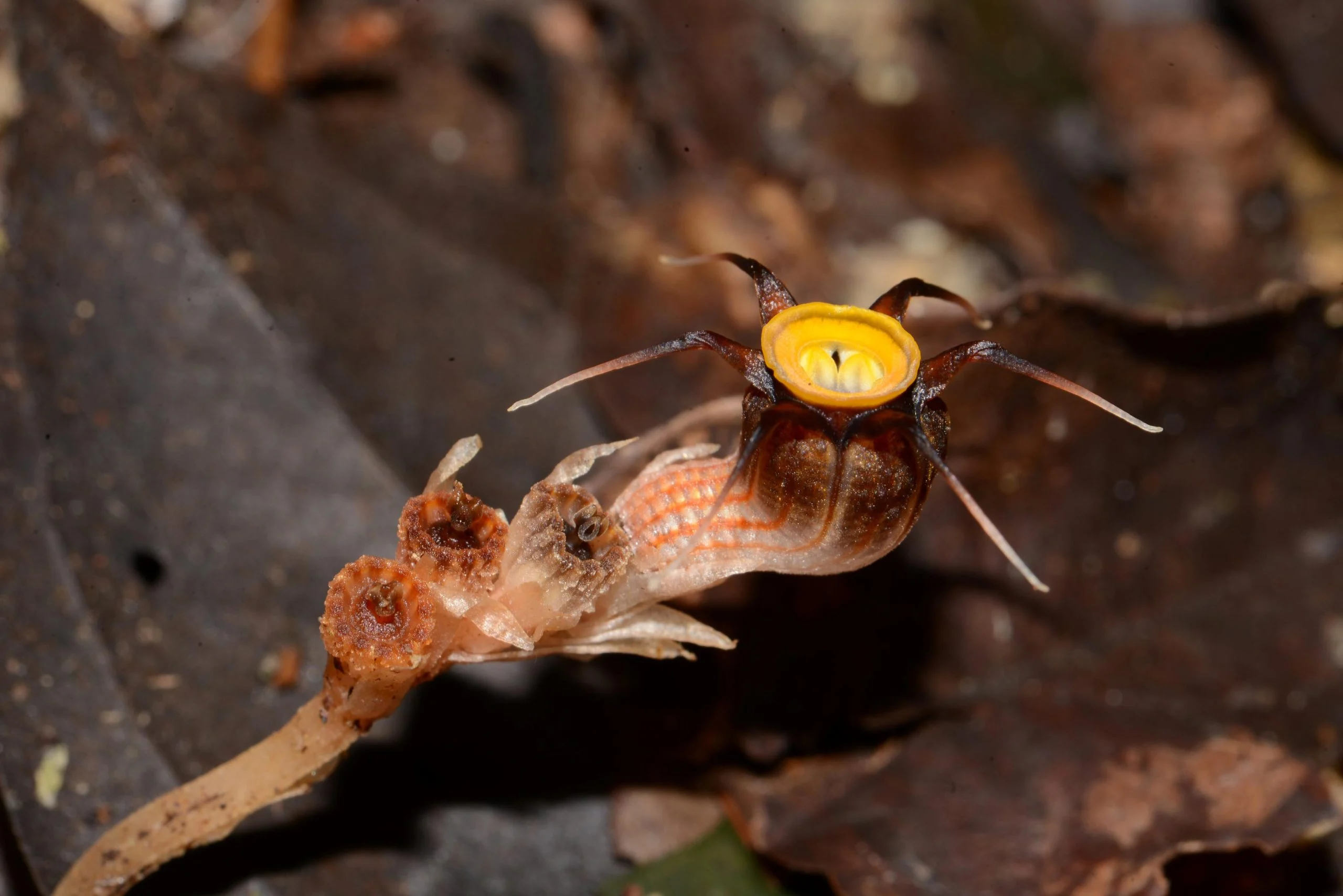 Thismia-malayana-Live-Specimen-scaled.webp