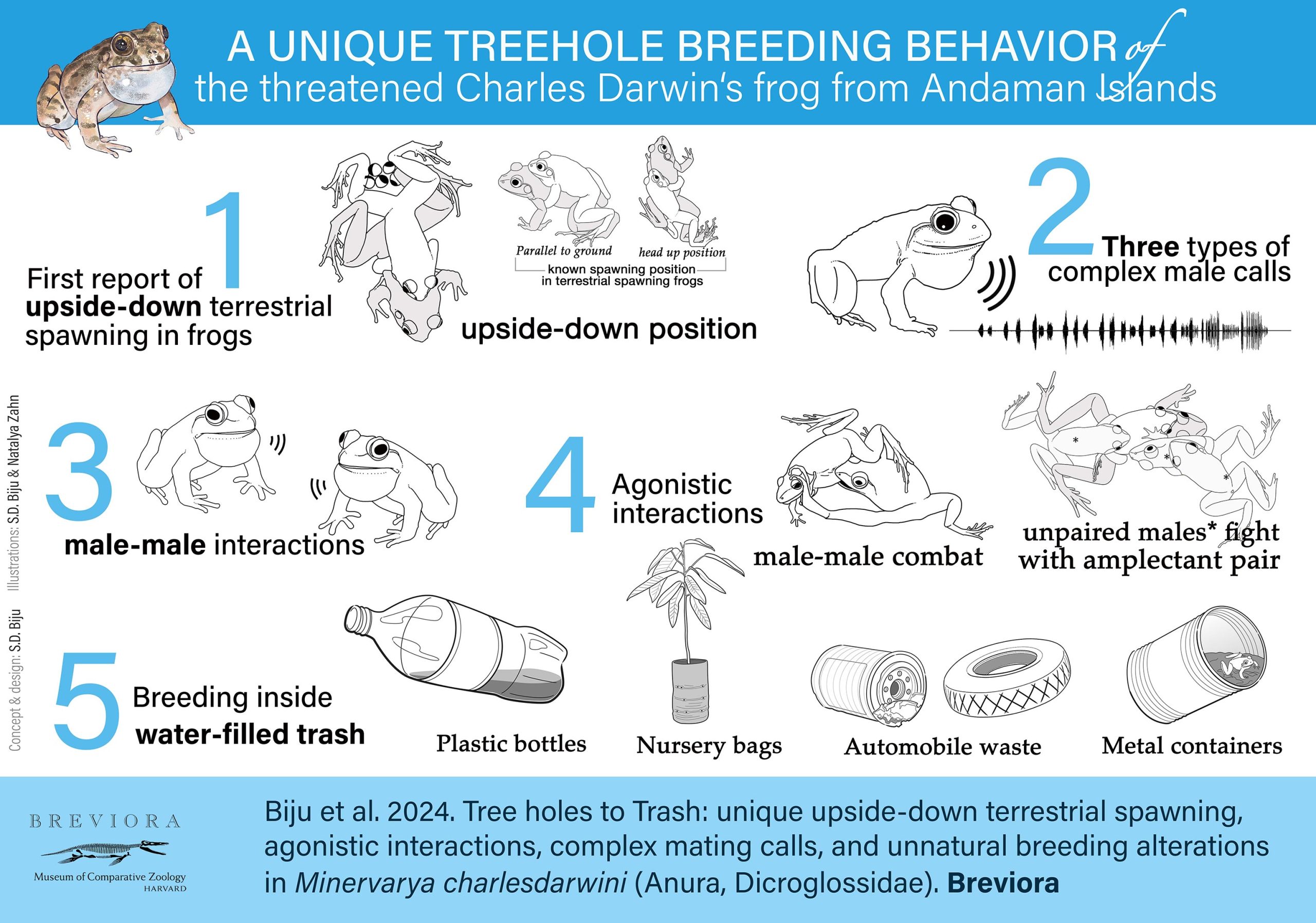 Darwin-Frog-Breeding-Graphical-Abstract-scaled.jpg