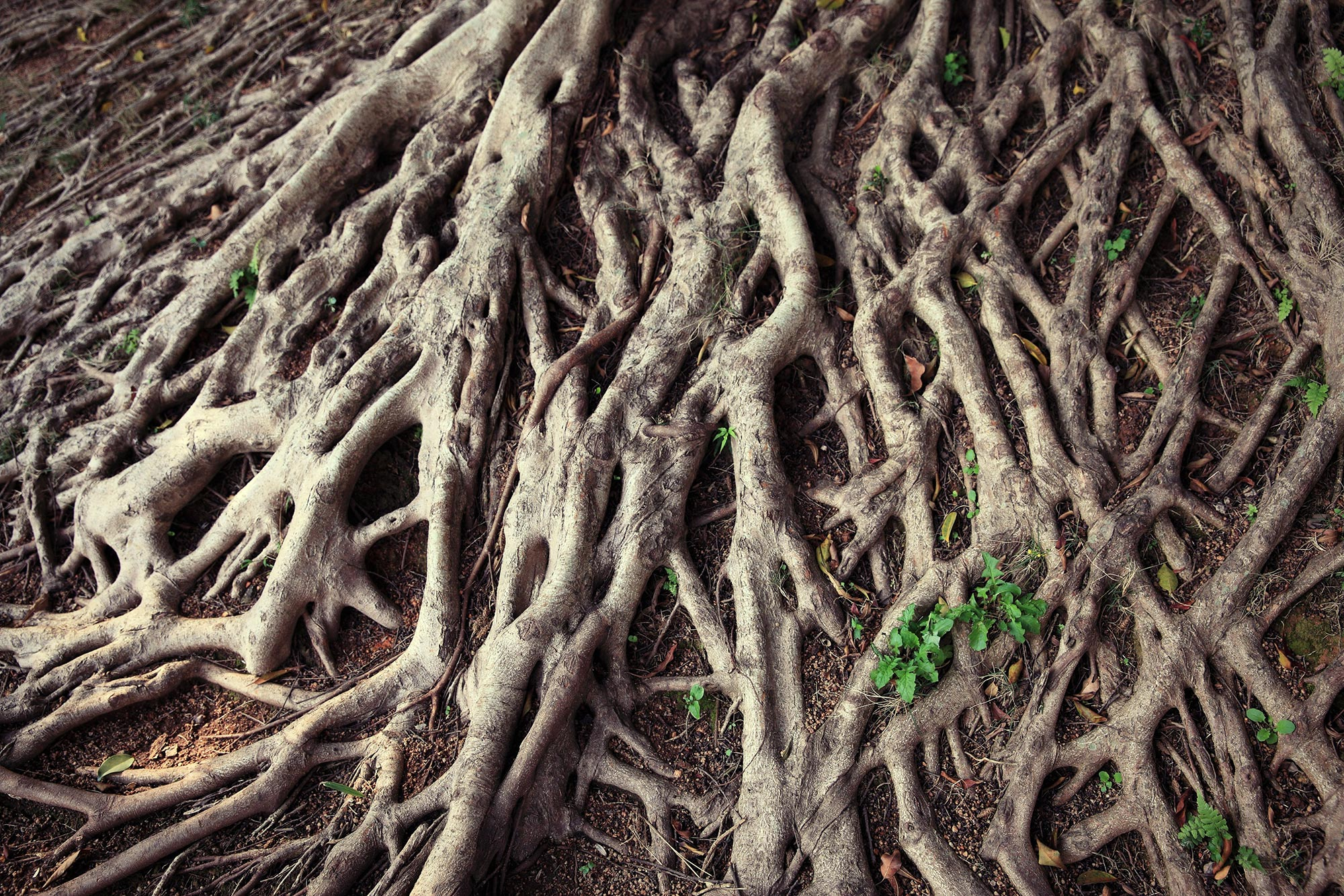 Tree-Roots.jpg