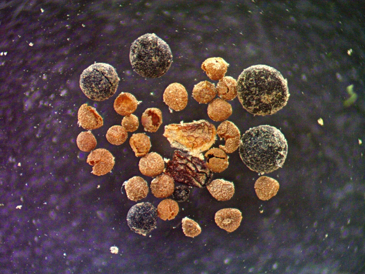 Microscope-Image-of-Seeds-Fungi-and-Moss_jpg.jpg