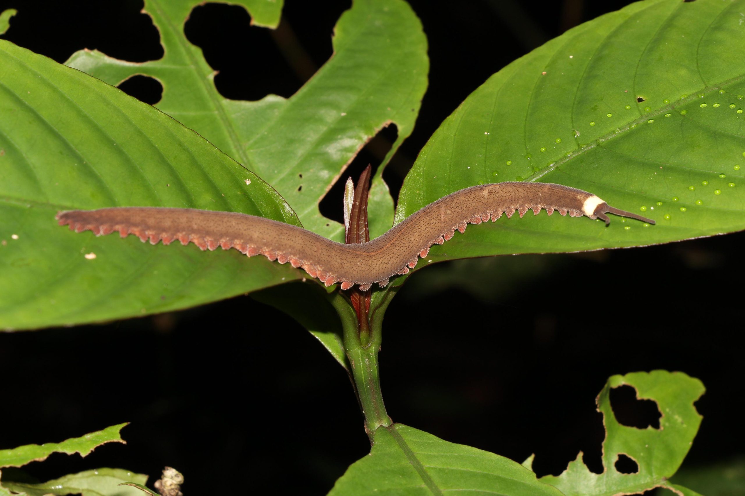 Tiputini-Velvet-Worm-on-Leaf-scaled.jpg