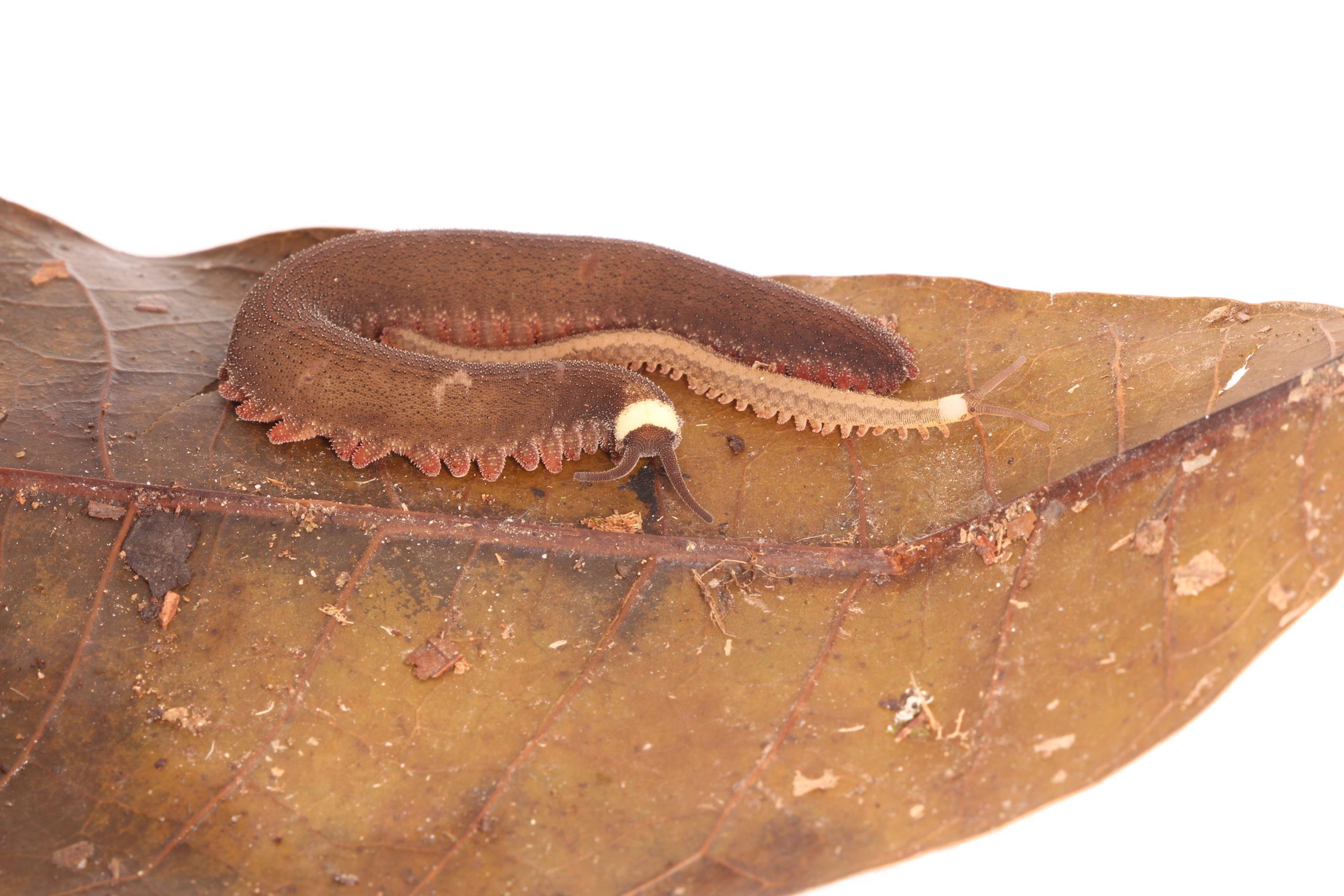 Female-Tiputini-Velvet-Worm-With-Offspring-scaled.jpg