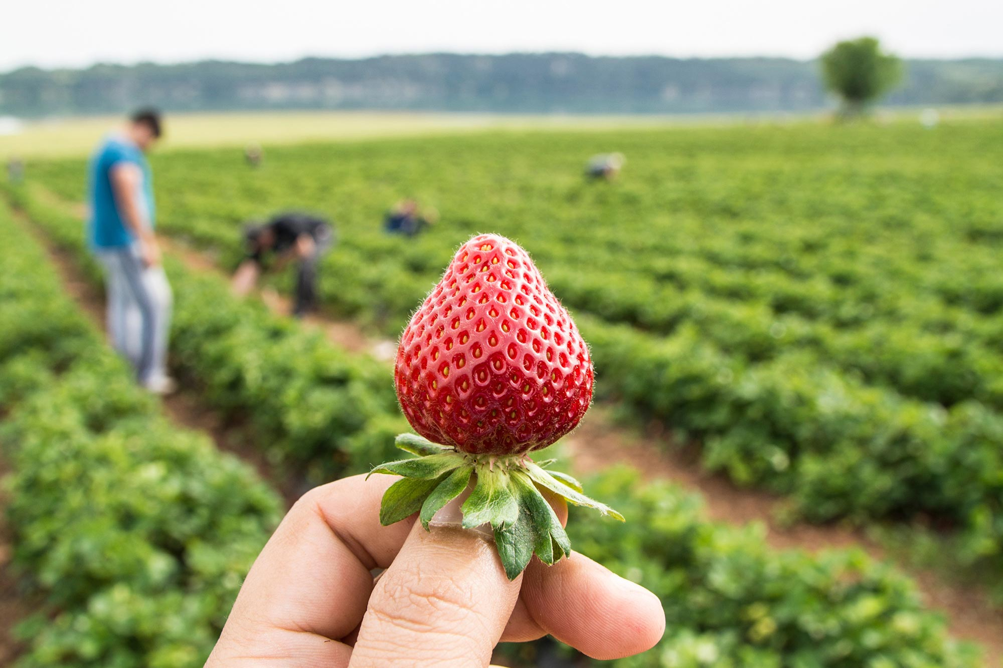 Strawberry-Field_jpg.jpg