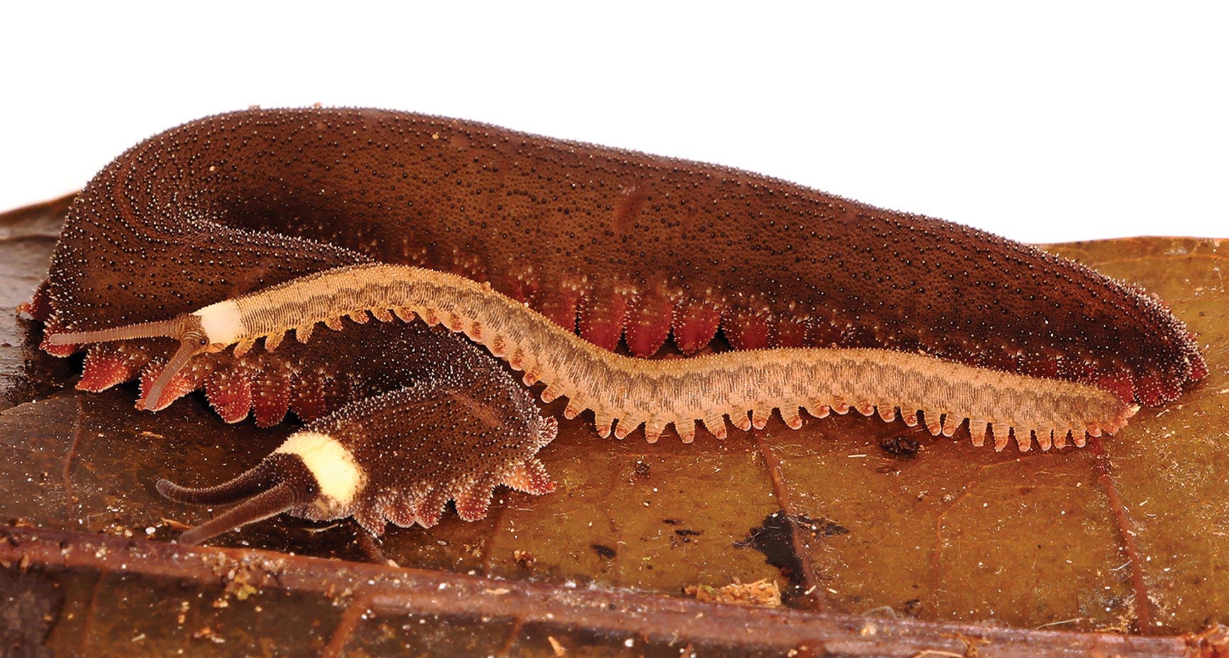 Female-Tiputini-Velvet-Worm-With-Offspring-Close-Up.jpg