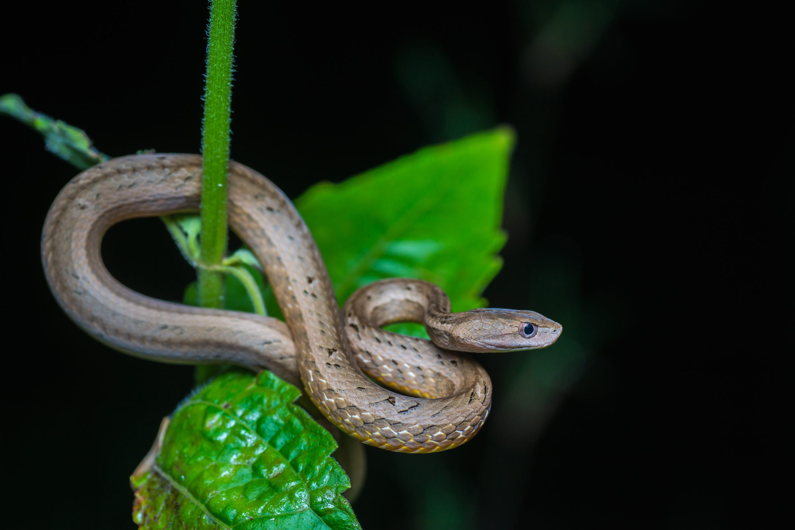 Mock-Viper-scaled.jpg