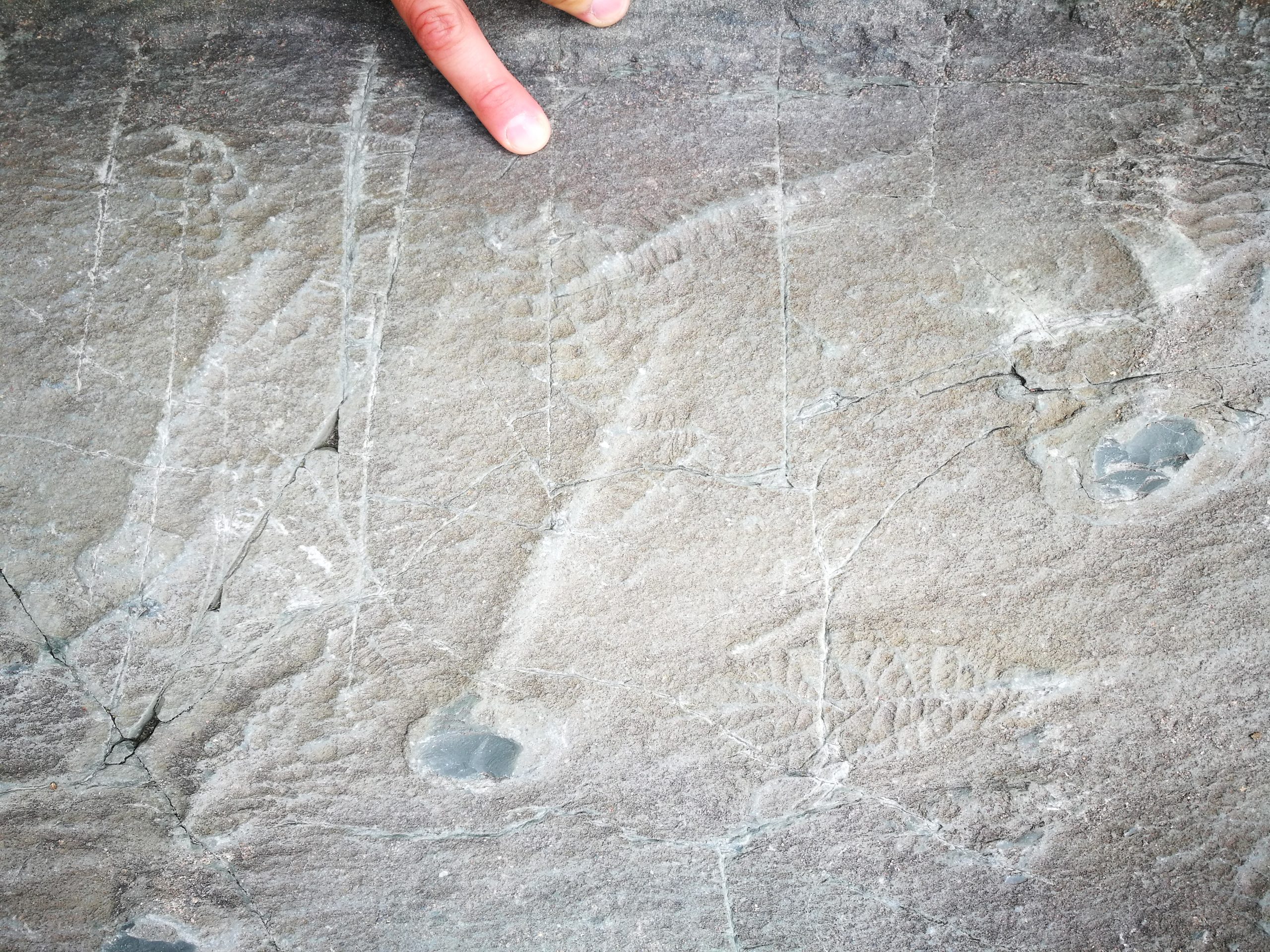 Fossils-of-Early-Animals-of-the-Avalon-Assemblage-scaled.jpg