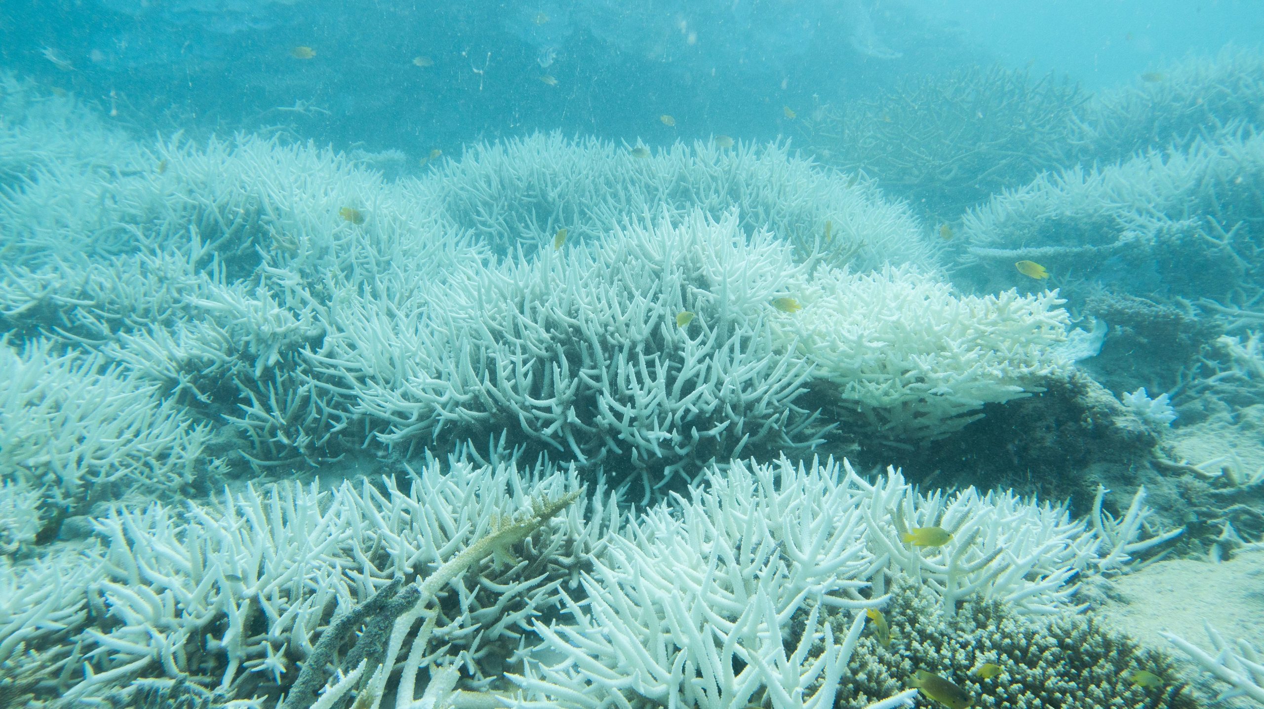 Bleached-Coral-in-Great-Barrier-Reef-scaled.jpg