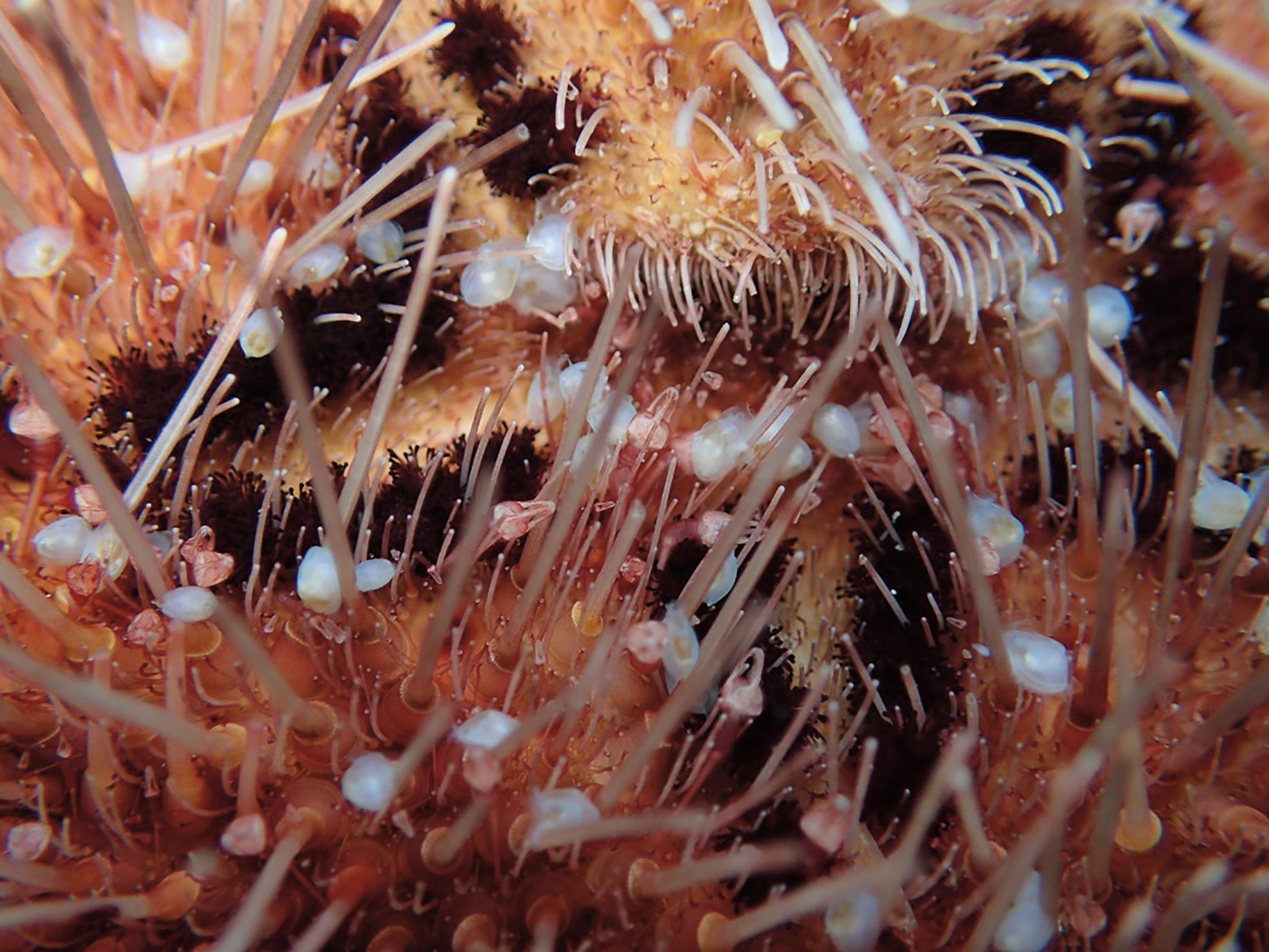Brachiomya-Ducentiunus-Crawling-on-Sea-Urchin.jpg