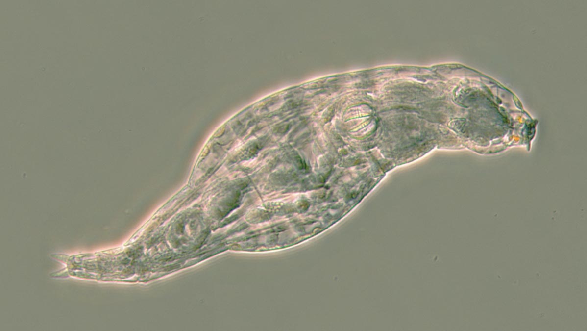 Bdelloid-Rotifer-After-Surviving-Infection.jpg