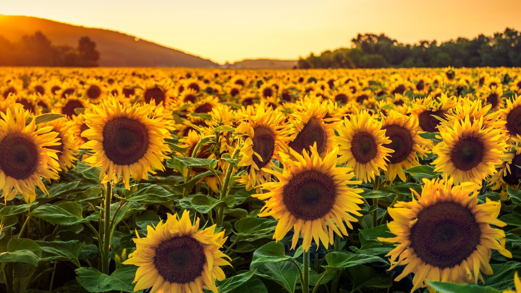 Sunflower-Field.jpg