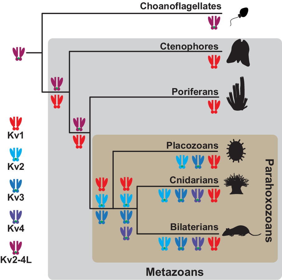 pnas.2407461121fig08.jpg