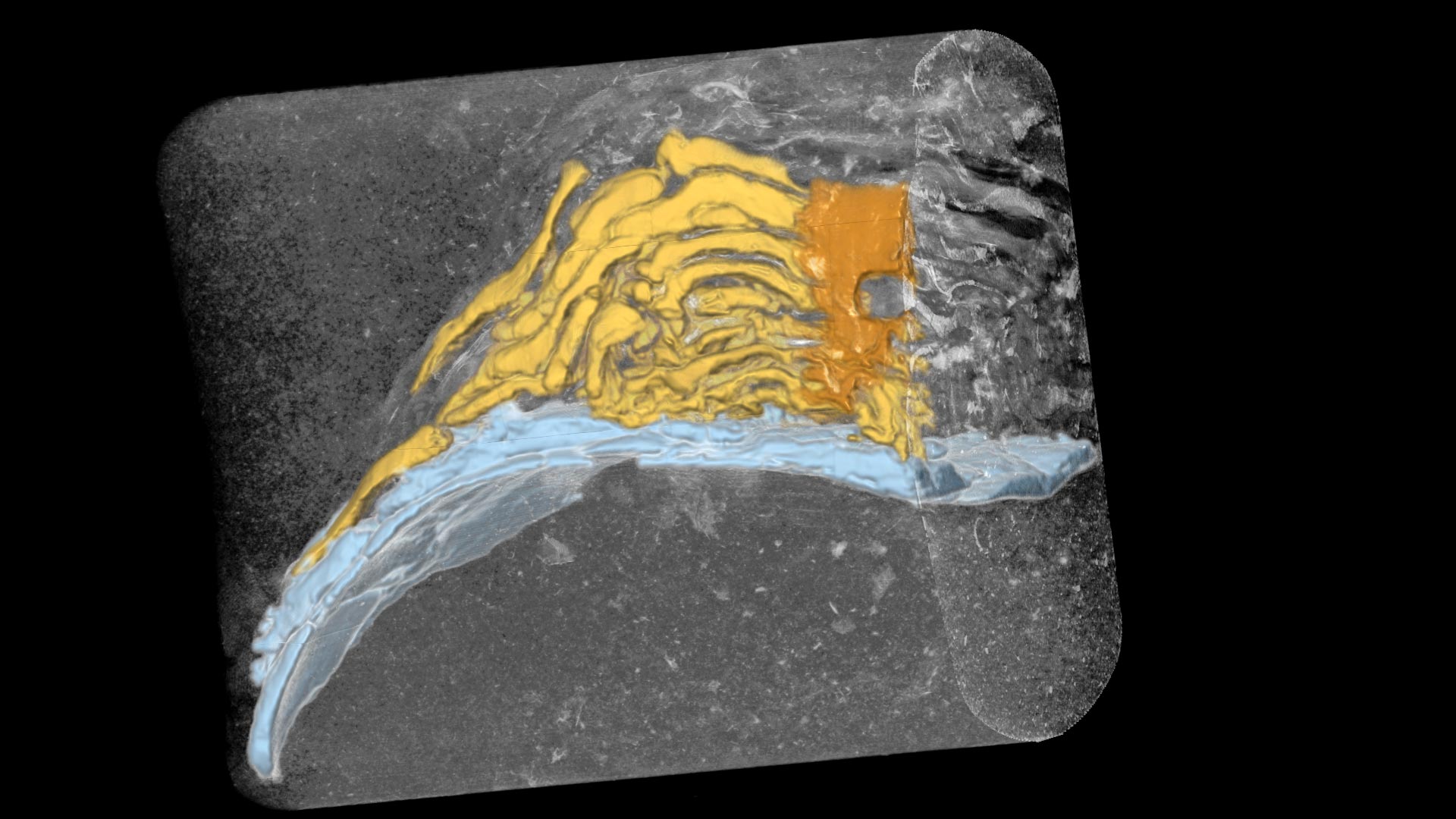 X-Ray-Scan-Fossil-Kelp-Holdfast.jpg