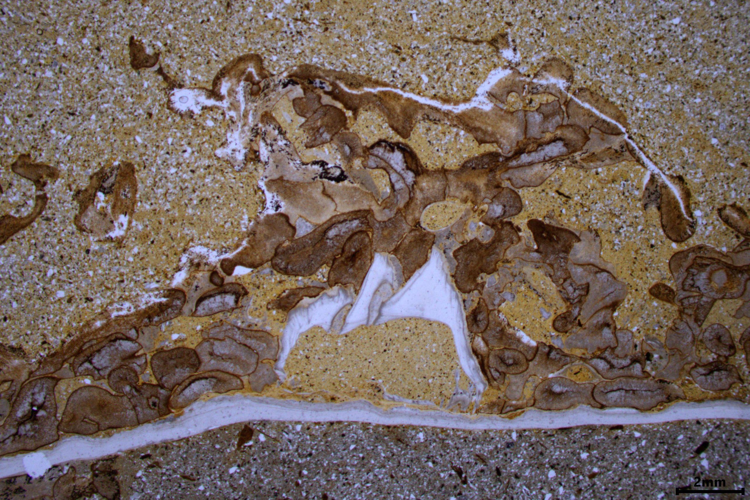 Slice-Through-Fossil-Holdfast-Showing-Barnacle-scaled.jpg