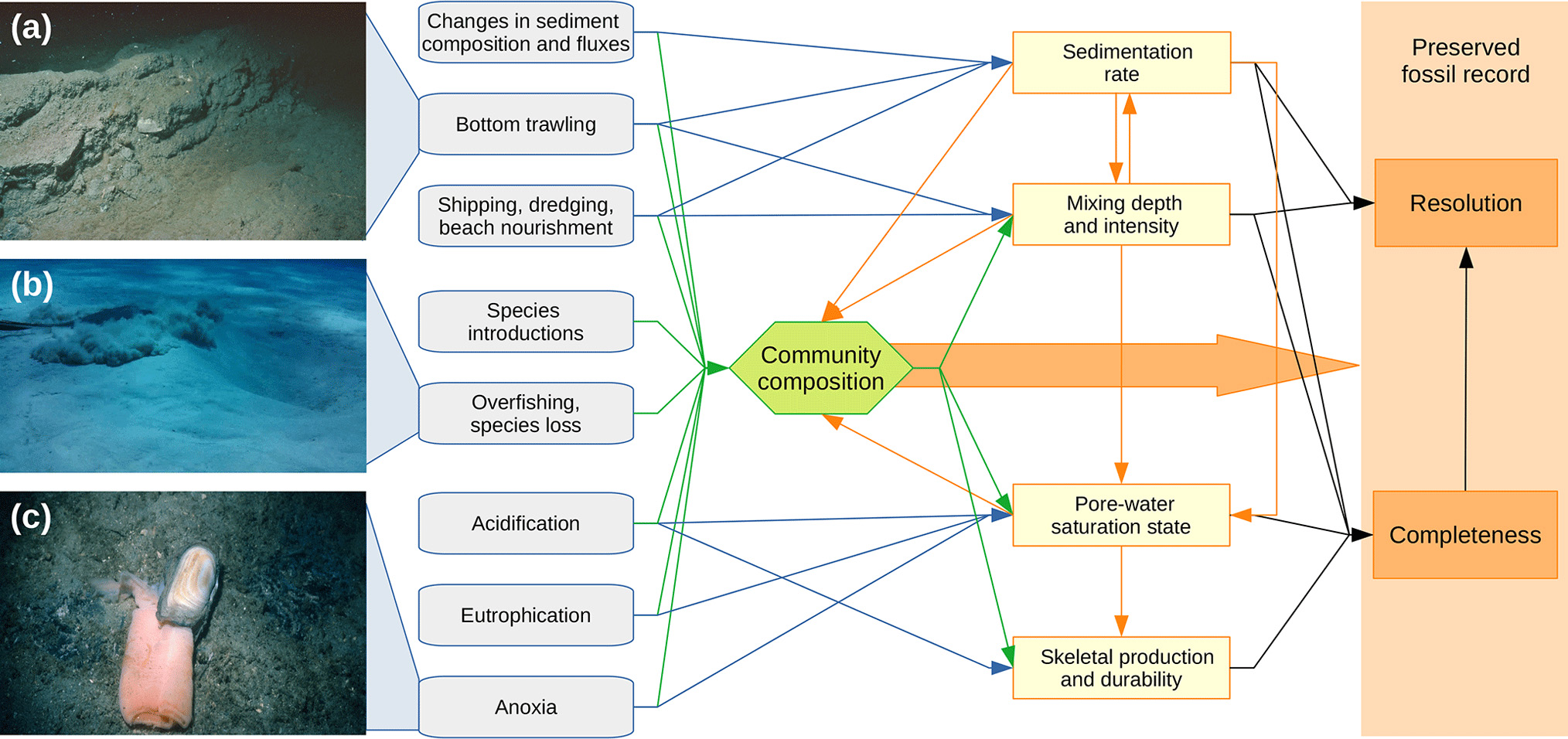 Effects-Humans-Have-on-the-Preservation-of-Marine-Organisms-Graphic.webp