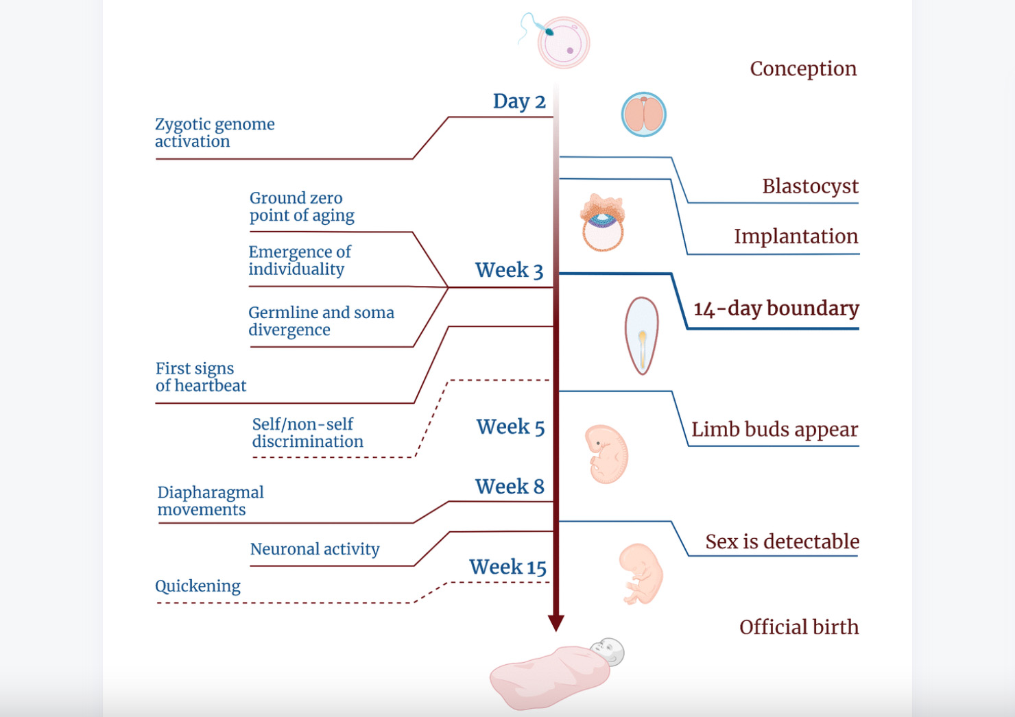 Timeline-of-Human-Embryogenesis.webp