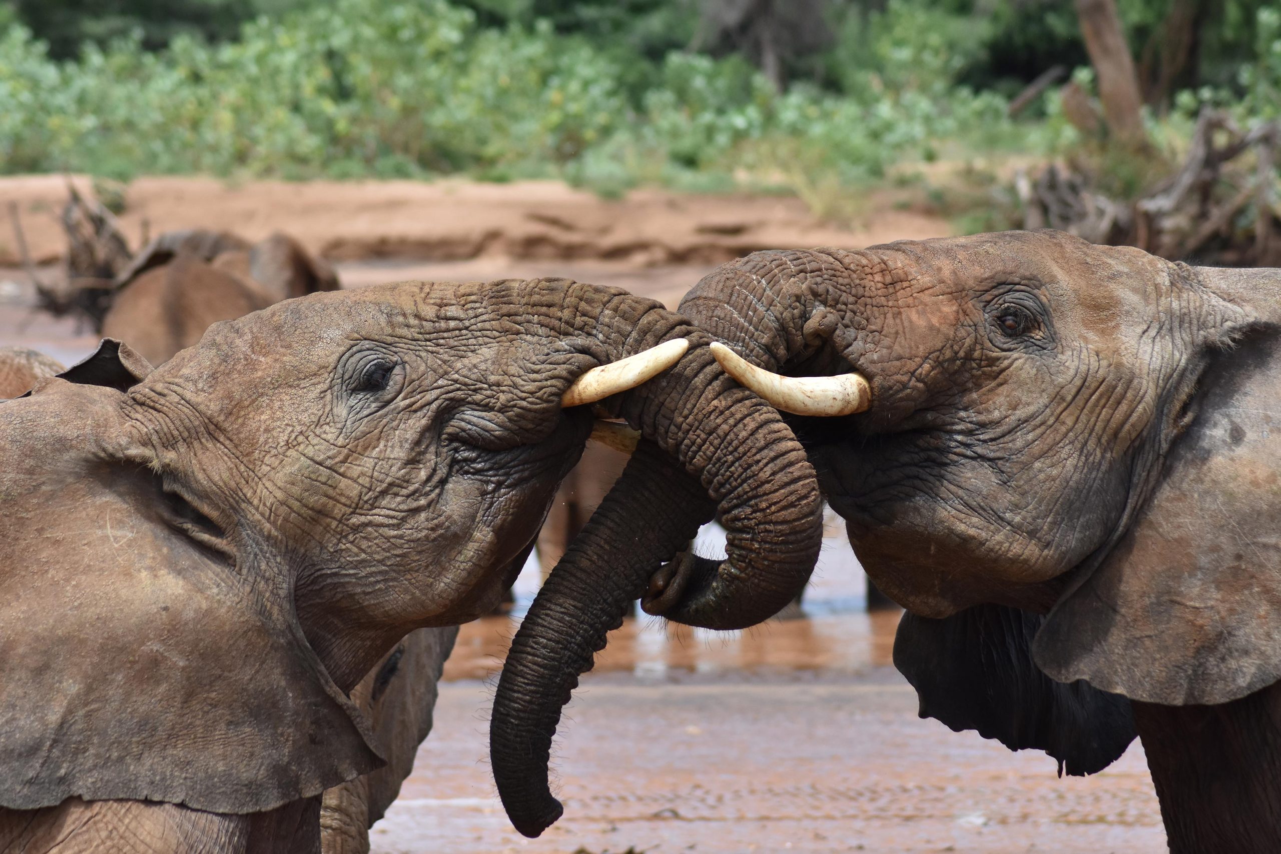 Two-Juvenile-Elephants-scaled.webp