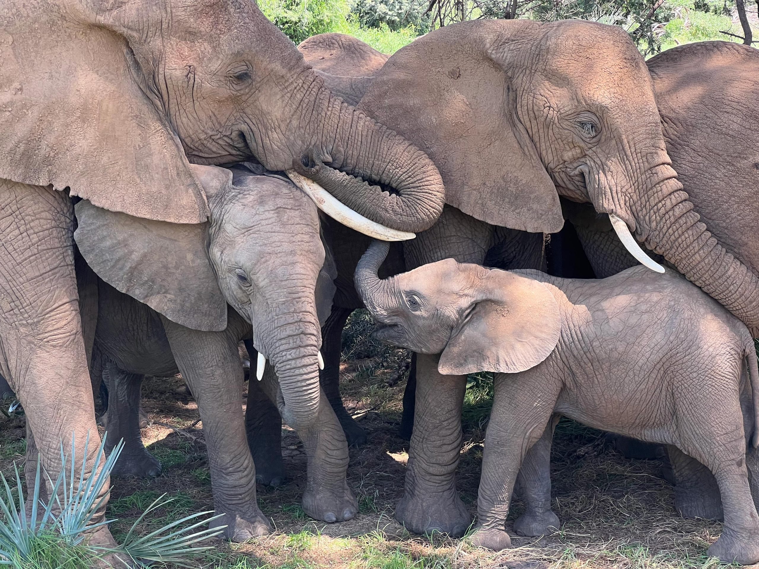 Elephants-Napping-scaled.jpg