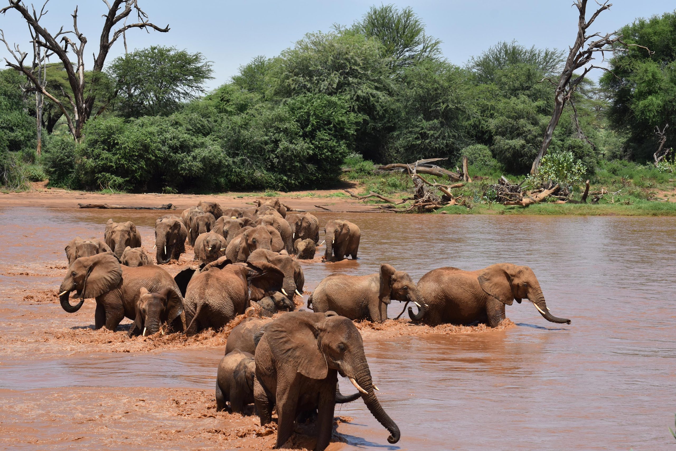 Elephants-Crossing-River-scaled.jpg