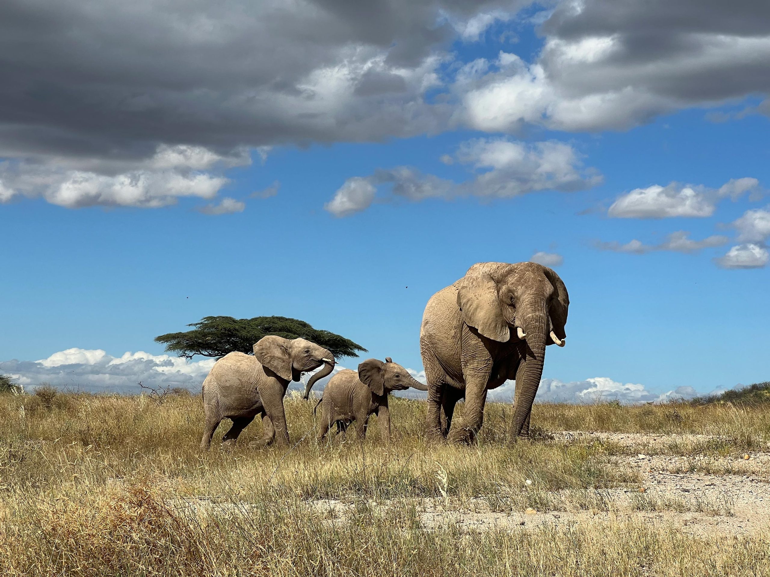 Elephant-Leading-Calf-scaled.jpg