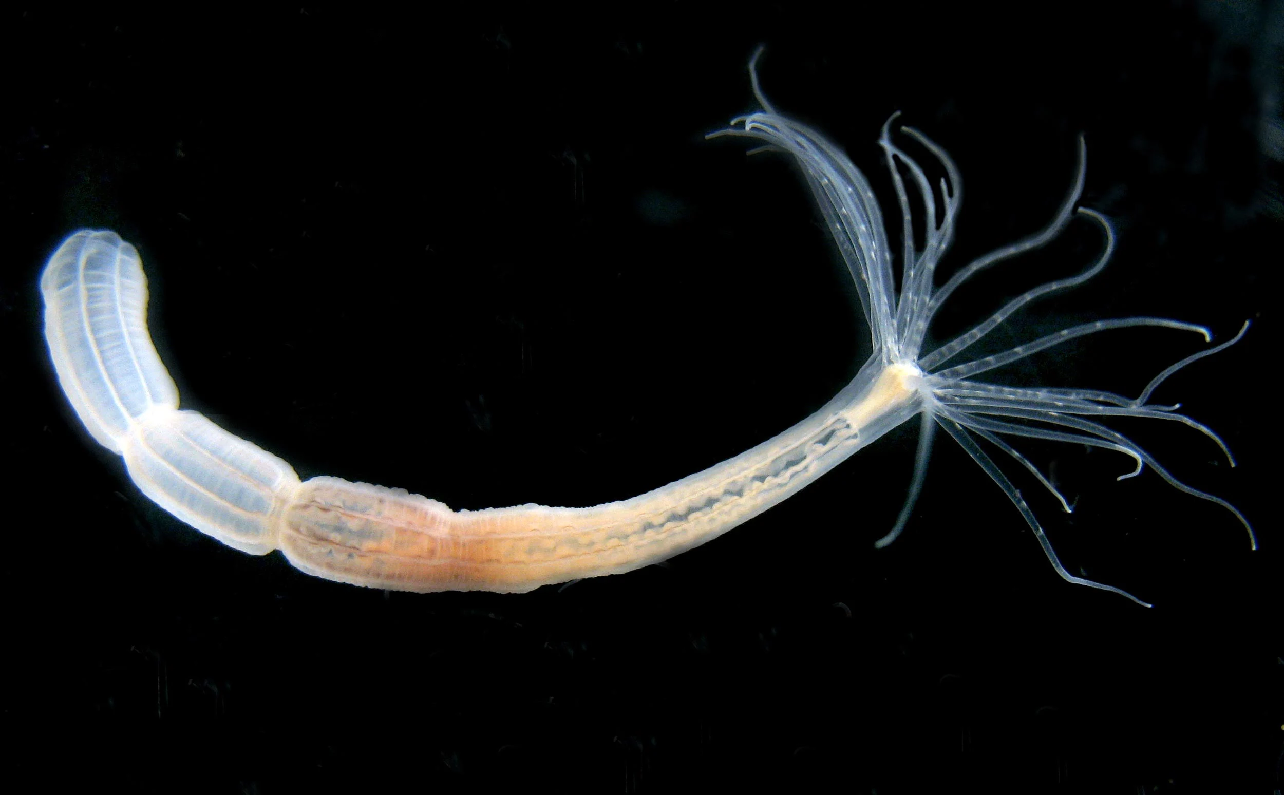 Single-Nematostella-Polyp.webp
