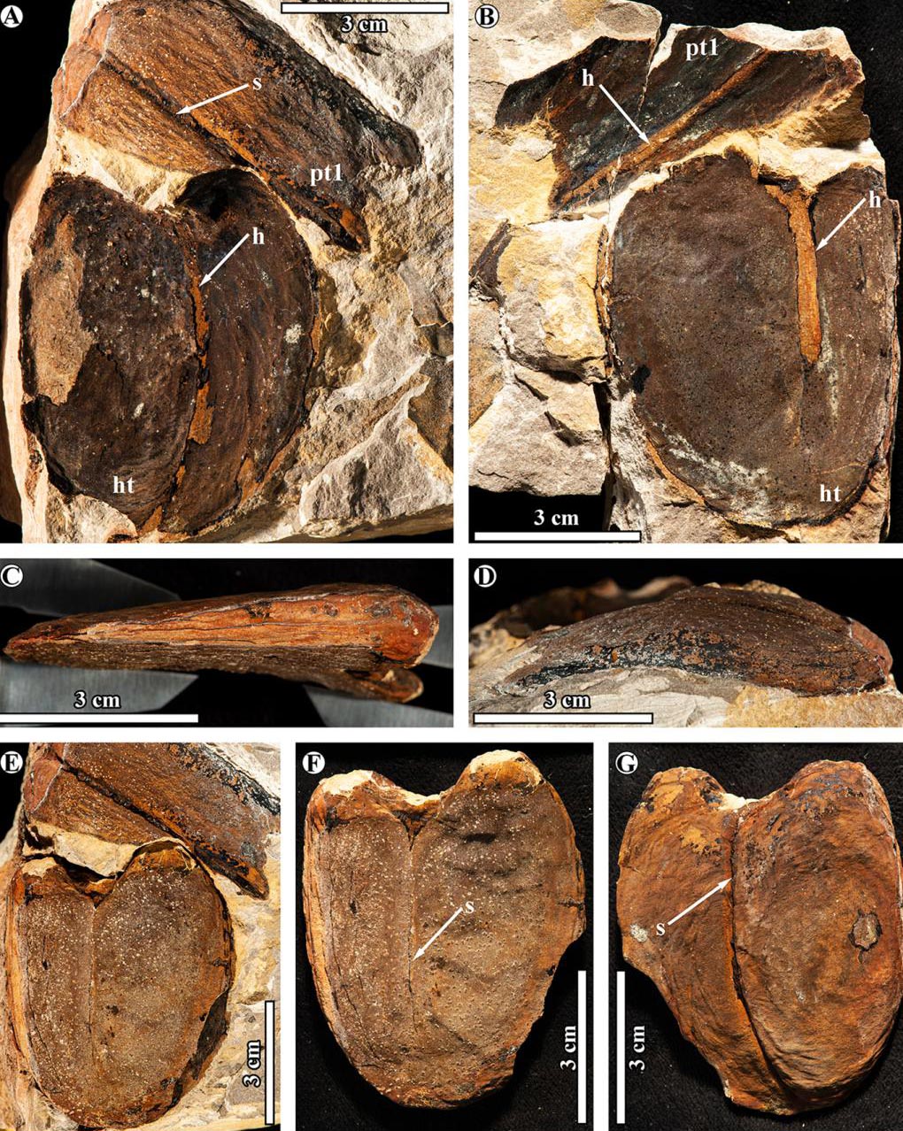 Giant-Bean-Fossils.jpg