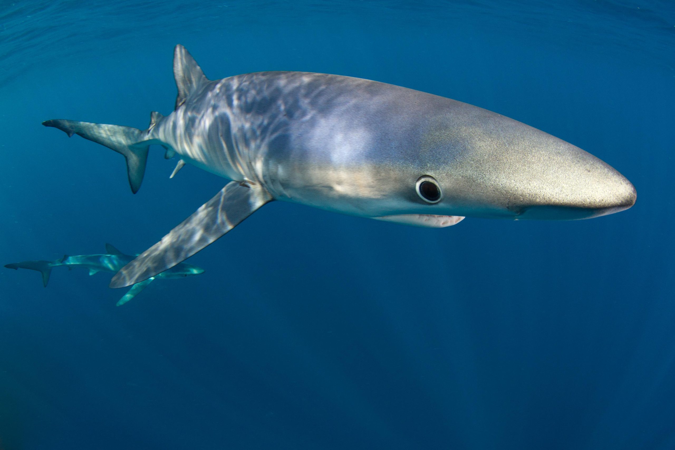 Blue-Shark-Ocean-scaled.webp
