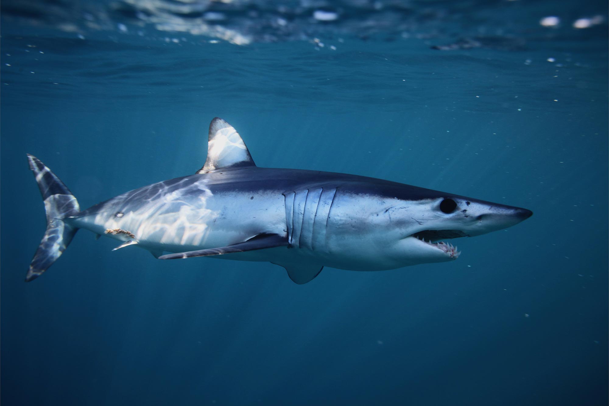 Shortfin-Mako-Shark-South-Africa.jpg