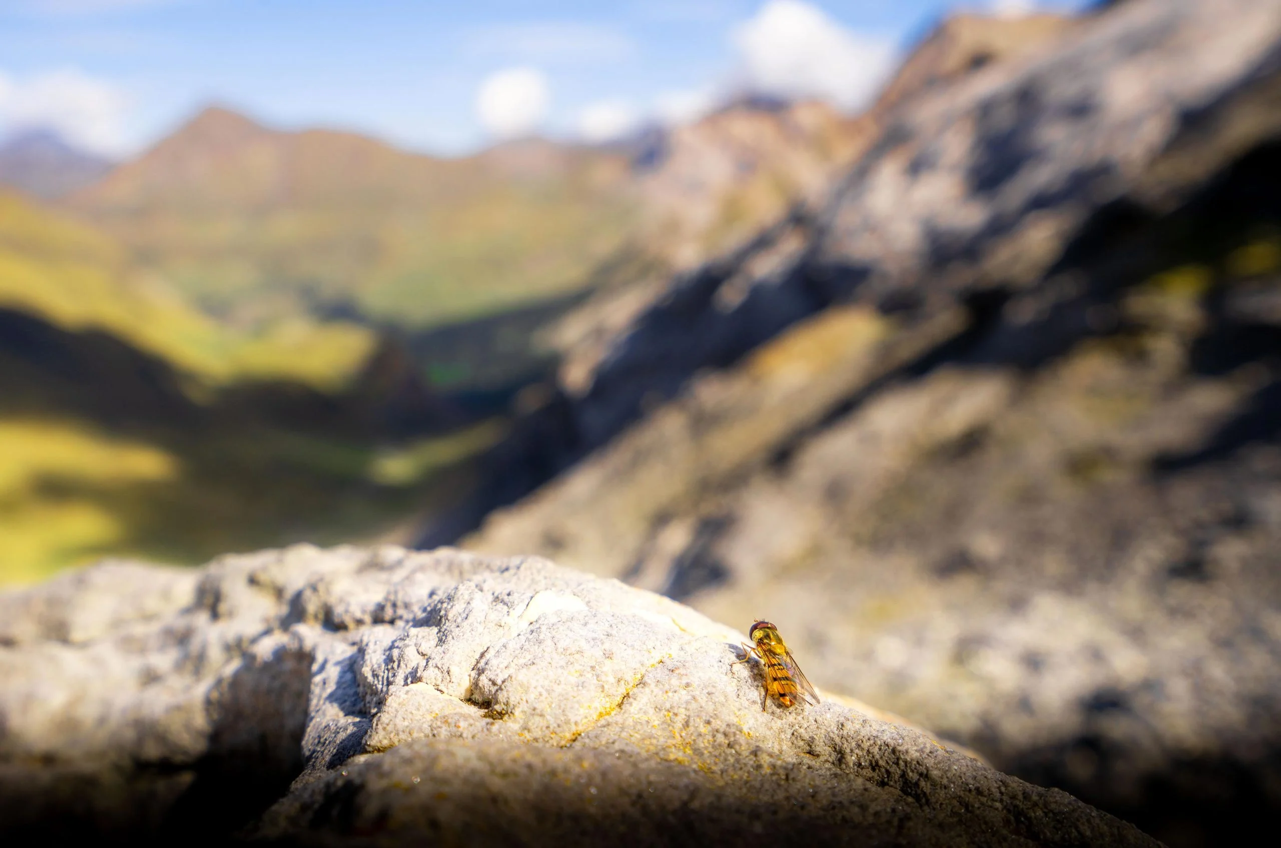 Marmalade-Hoverfly-scaled.webp