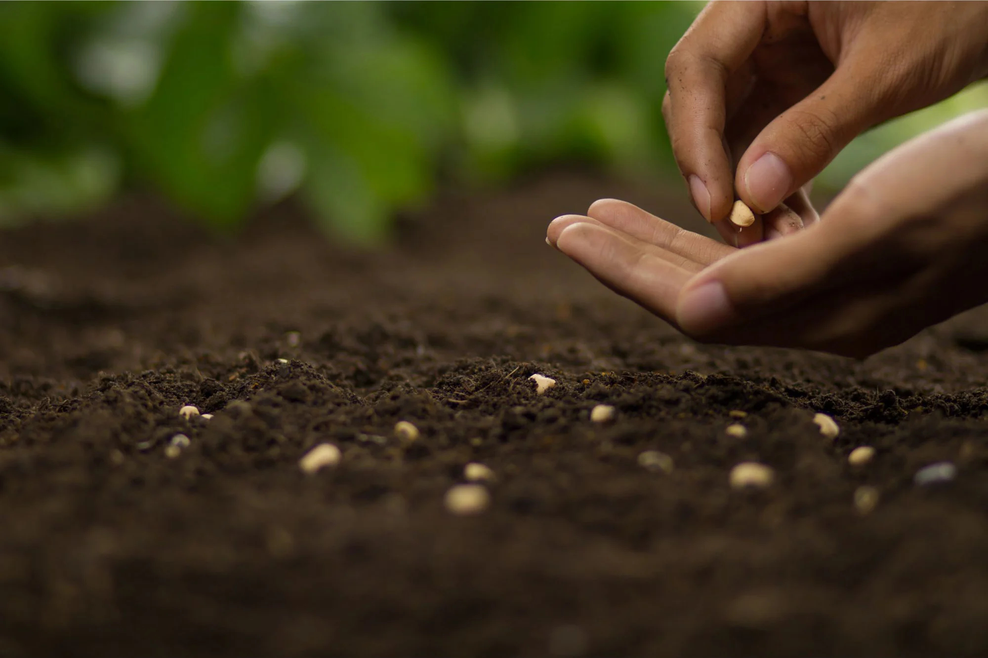 Planting-Seeds_webp（WEBP 图像，2000x1333 像素） — 缩放 (63-.jpg