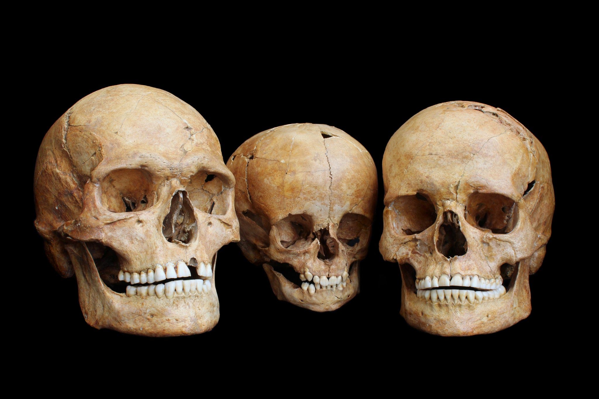 Human-Skulls-Hohlenstein-Stadel-Cave.jpg