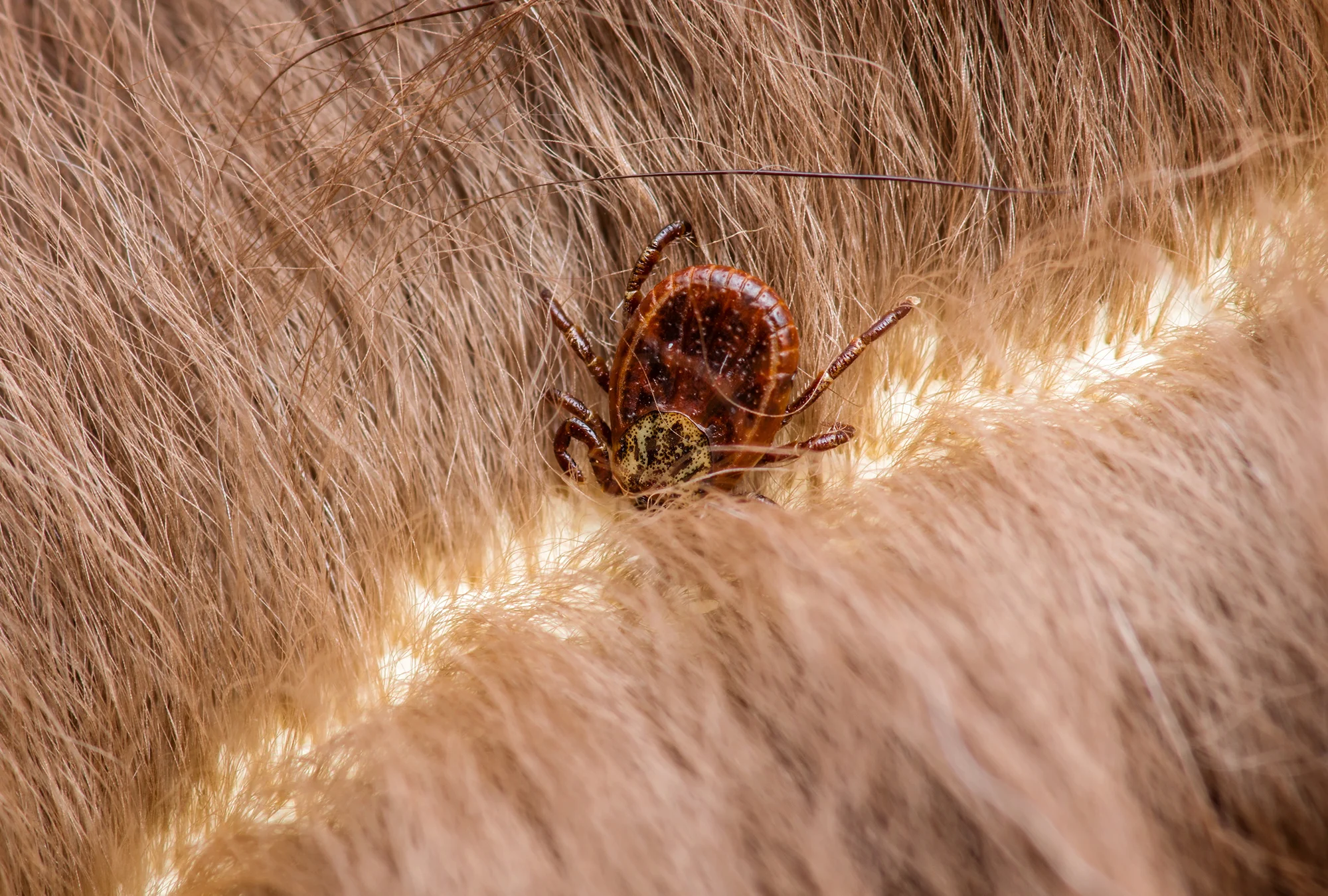 Lyme-Disease-Infected-Tick.webp