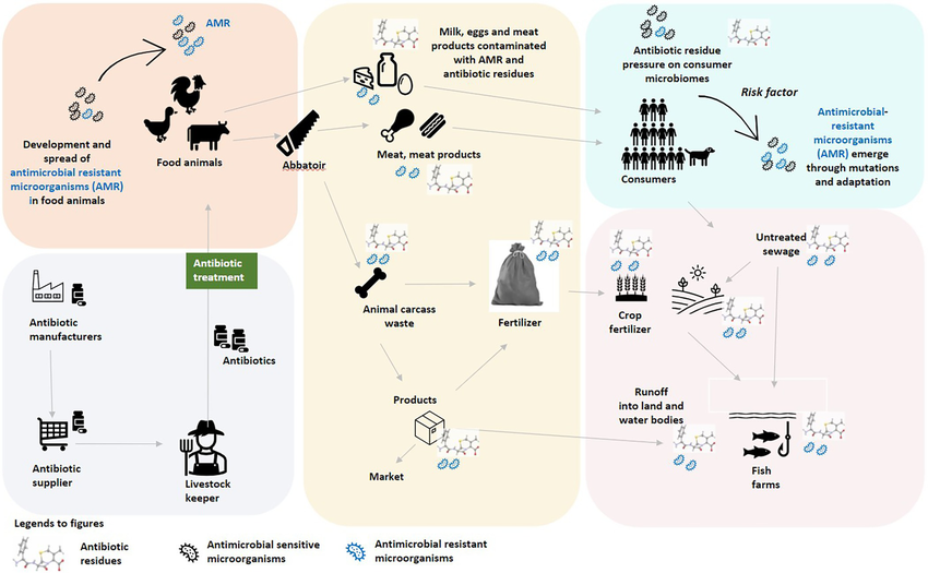 Mechanism-of-how-anti-microbial-resistance-is-acquired-through-food-and-food-residues.png