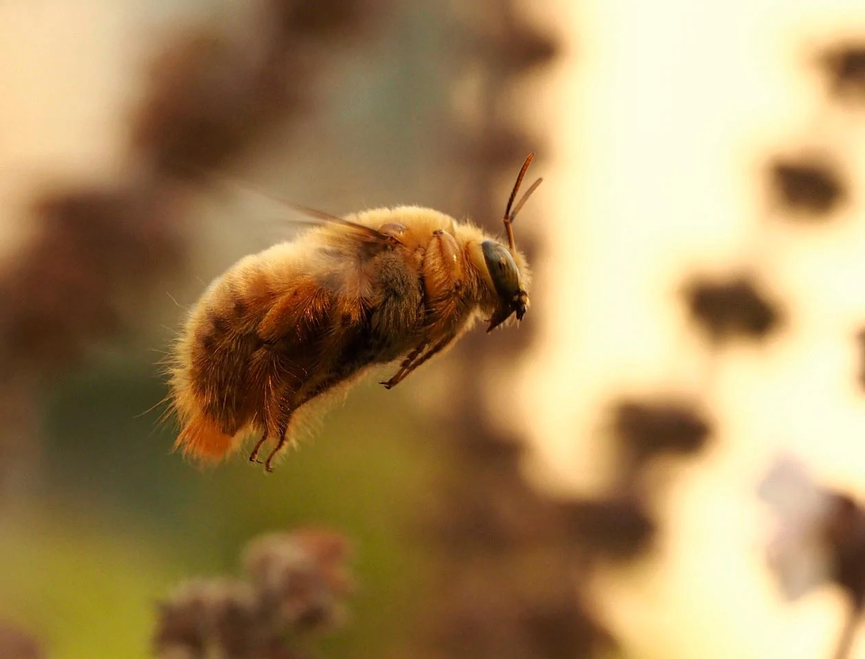 Valley-Carpenter-Bee（WEBP 图像，1259x960 像素）.jpg