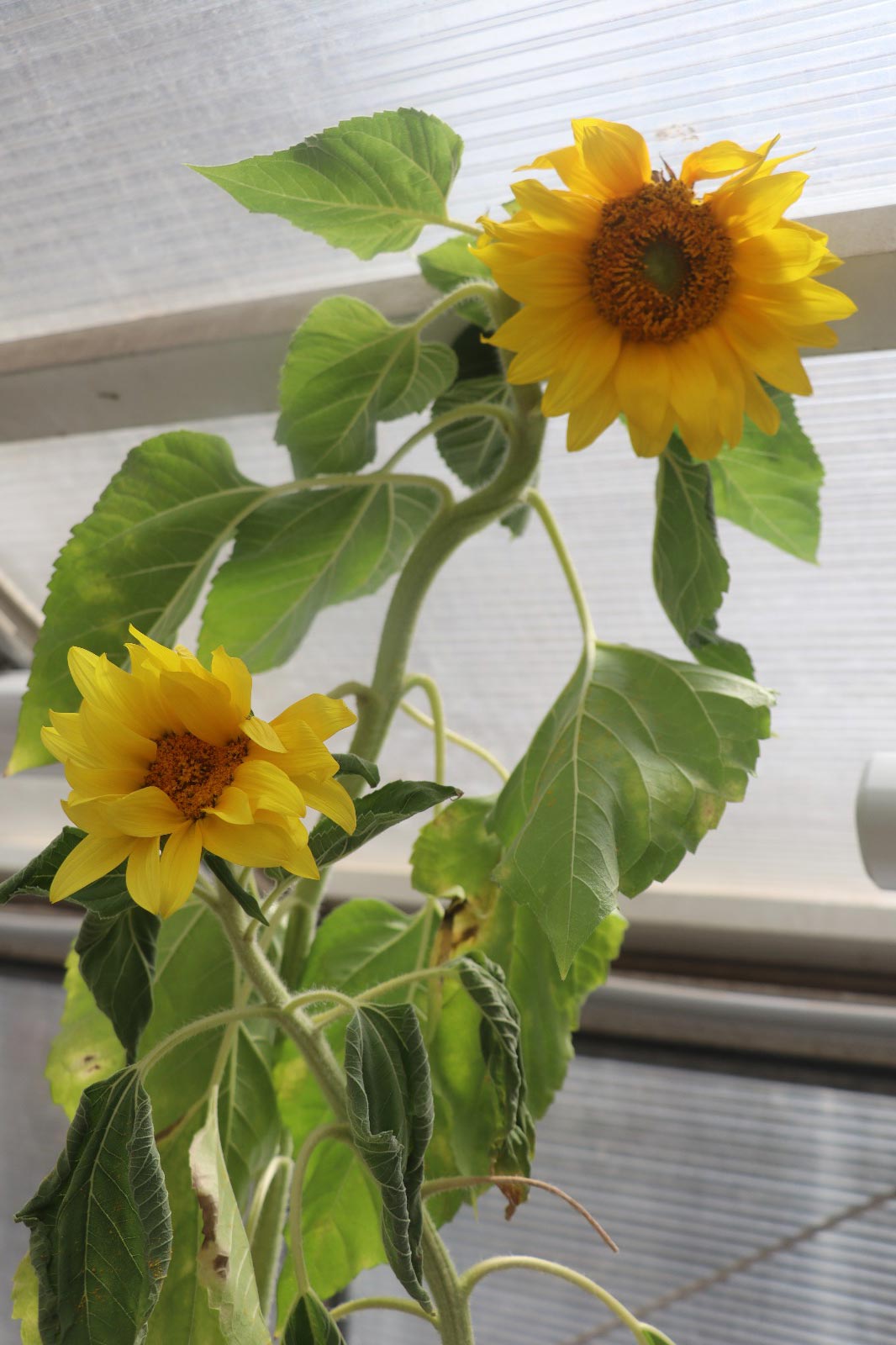 Sunflower-Circumnutations.jpg